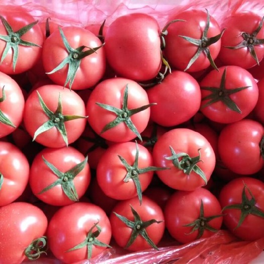 费县西红柿产地批发价格、硬粉西红柿