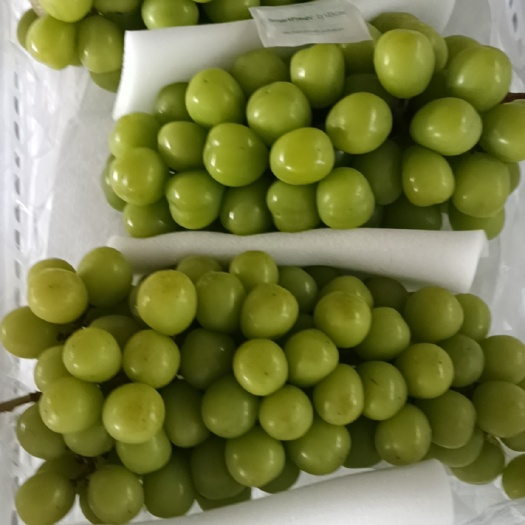 阳光玫瑰葡萄 渭南大荔冷库直发 新鲜粒大香甜 果肉饱满脆嫩