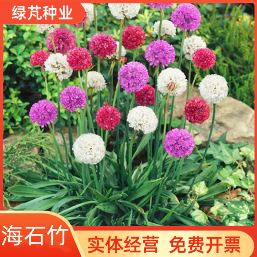 海石竹种子粉红色桃花钗滨籫花籽耐寒可切花庭院阳台花坛盆栽春秋