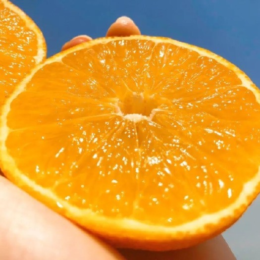 重庆市爱媛果冻橙