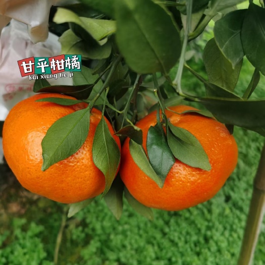 新品种应季水果甘平柑橘现摘现发