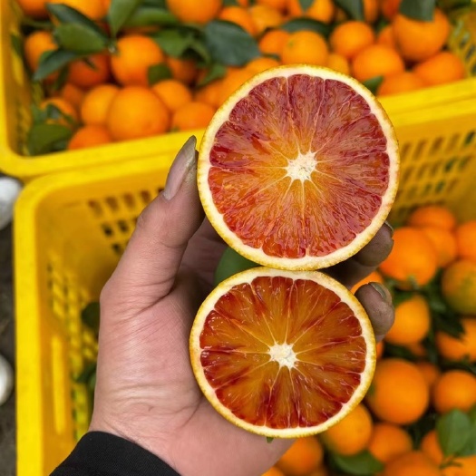 罗甸县血橙