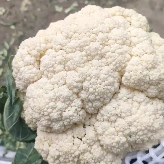 通许县花菜