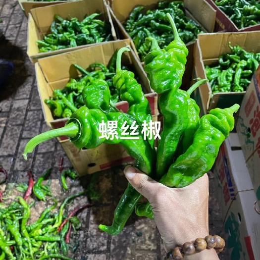 徐闻县广东湛江徐闻，线椒，等多种品类，可提供下地看货，质量保证洽谈