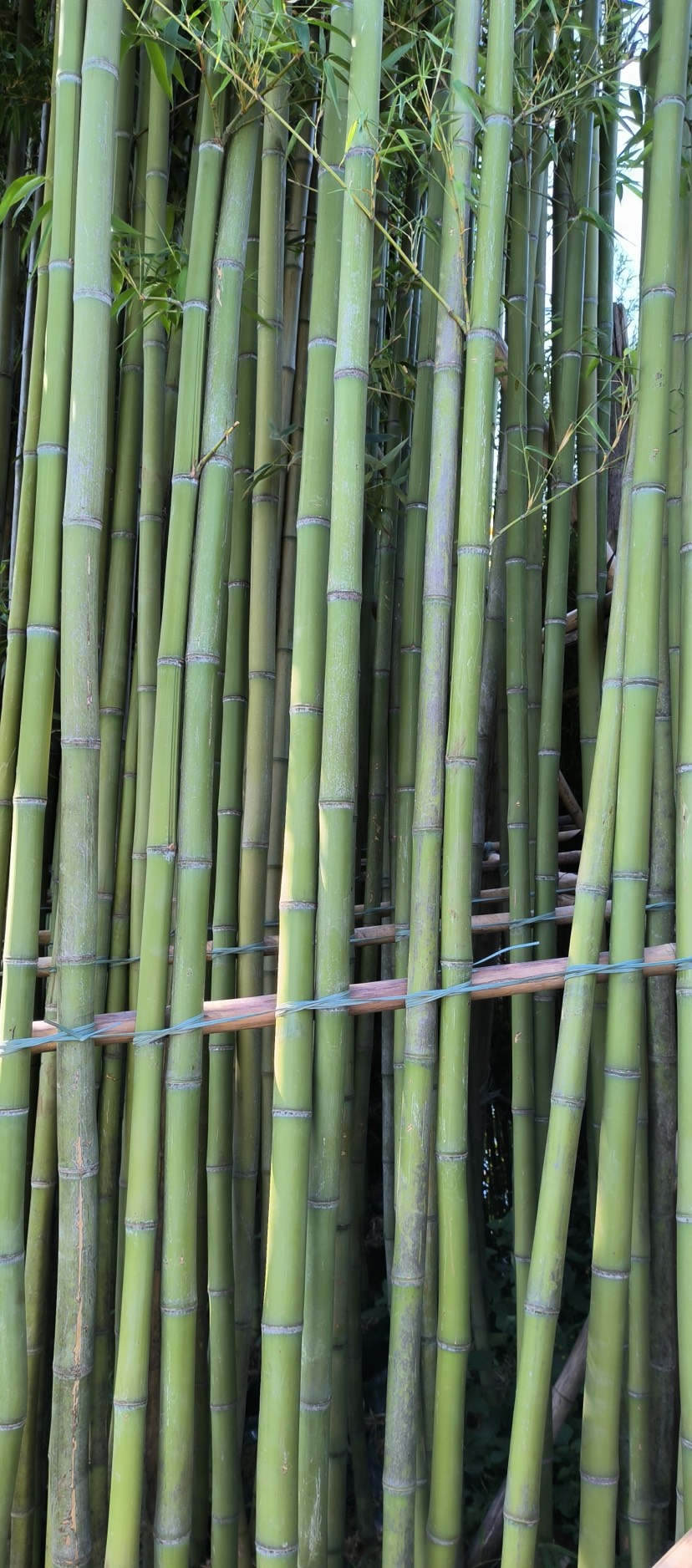 精品纯青皮竹