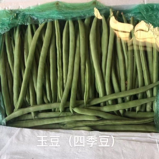 玉豆四季豆