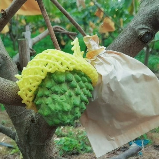南宁释迦果