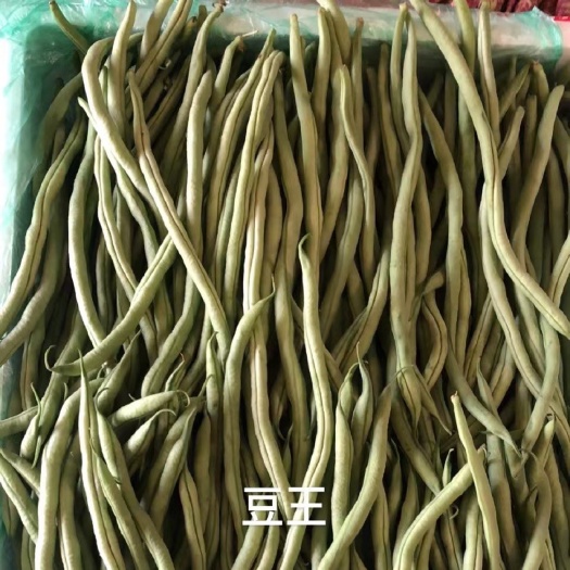 豆王无筋豆
