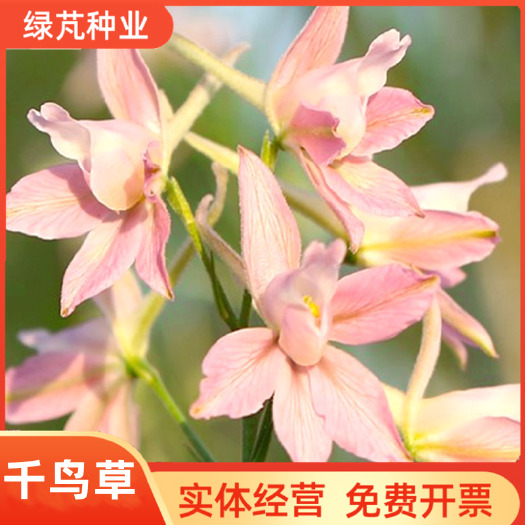 沭阳县千鸟草种子 密花蓝色园林景观花海工程绿化花种子花籽