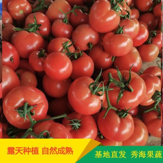 山东粉果番茄、硬粉西红柿、产地批发价格