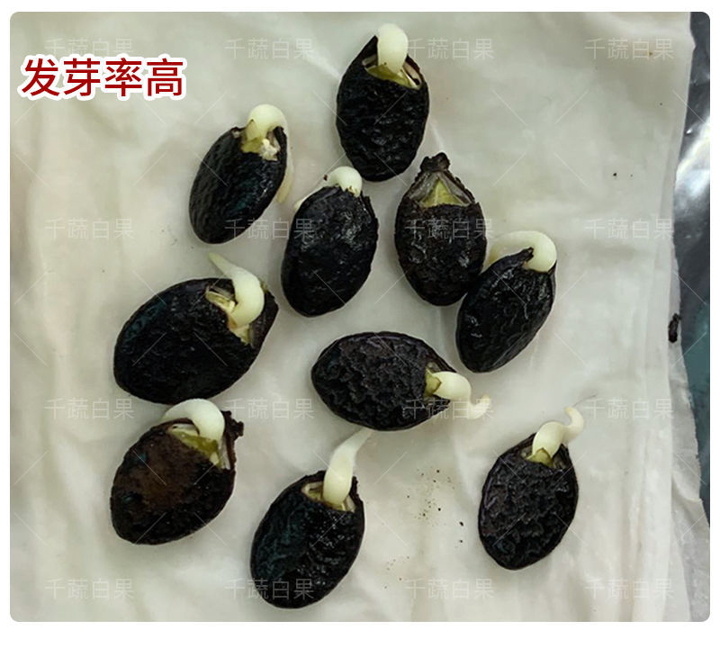 泰优10号花点大肉甜丝瓜种籽子耐寒耐热棱角丝瓜种子春秋蔬菜种
