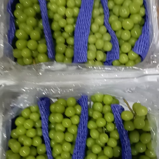 烟台山东蓬莱冷库阳光玫瑰