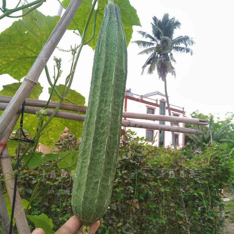 泰优10号花点大肉甜丝瓜种籽子耐寒耐热棱角丝瓜种子春秋蔬菜种