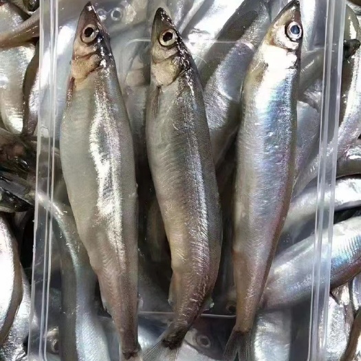 饶平县多春鱼，饱满，多籽