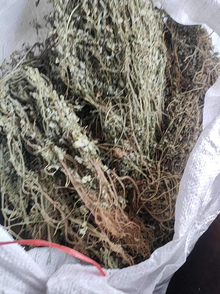 叶下珠中药材 福建莆田产地直供