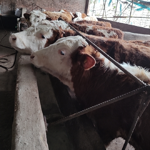 出售内蒙古草原放牧西门塔尔肉牛犊，繁殖牛。品种好，抗病能力强
