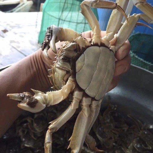 常州精品大闸蟹
