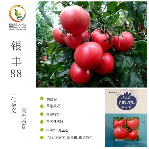 寿光市银丰88粉果番茄种子孑抗斑萎病毒抗TY病毒高圆型亮粉西红柿种