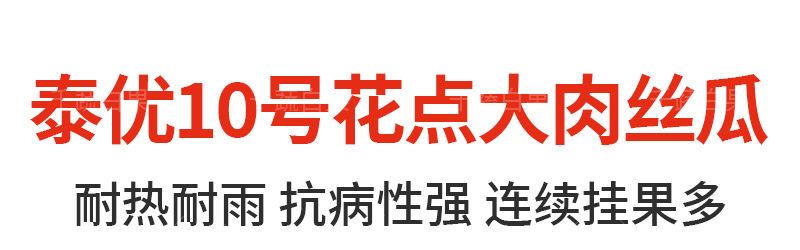 泰优10号花点大肉甜丝瓜种籽子耐寒耐热棱角丝瓜种子春秋蔬菜种