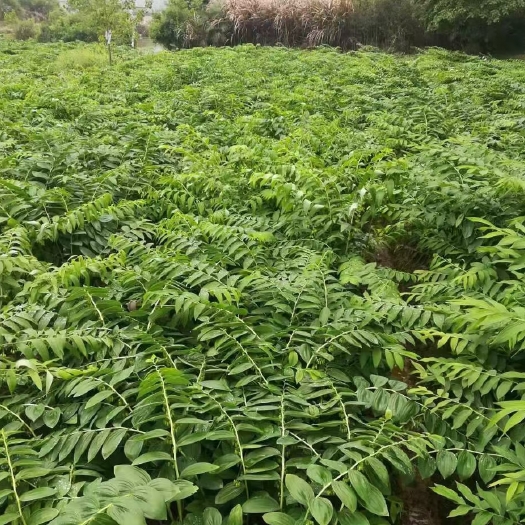 阳新县黄精苗