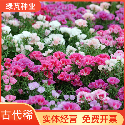 沭阳县古代稀种子 送春花四季播种 妙植种子 室内阳台盆栽易种
