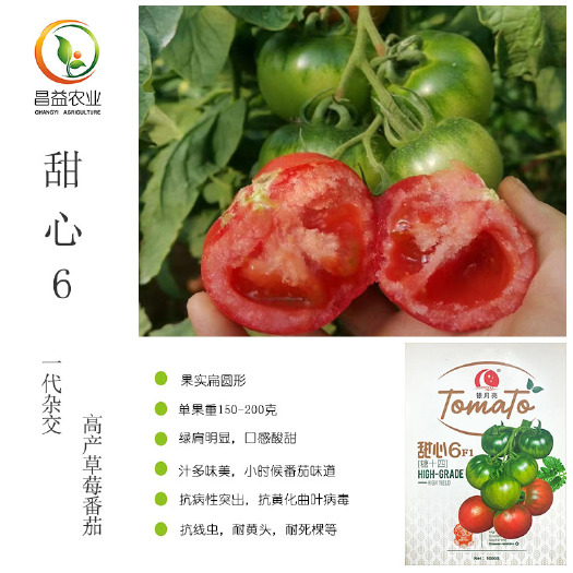 寿光市银月亮甜心6草莓番茄种子 绿肩明显糖度高酸甜口感铁皮柿子种籽