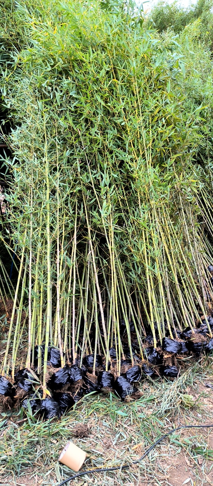 精品纯青皮竹