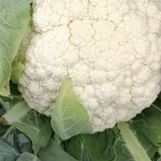 临海市散花白花菜松花菜