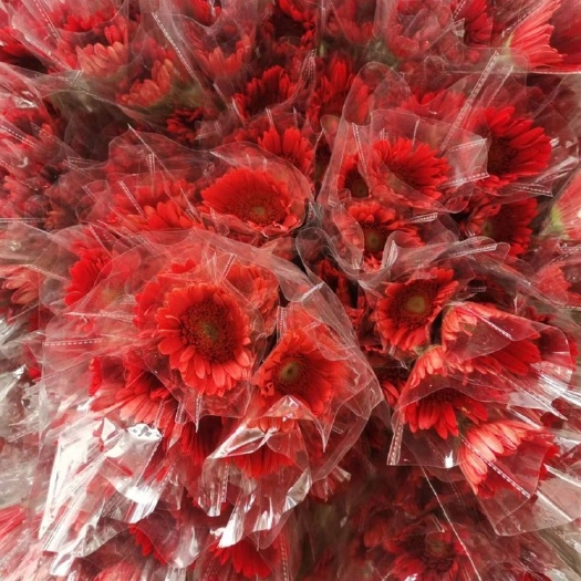 海宁市弗朗，非洲菊