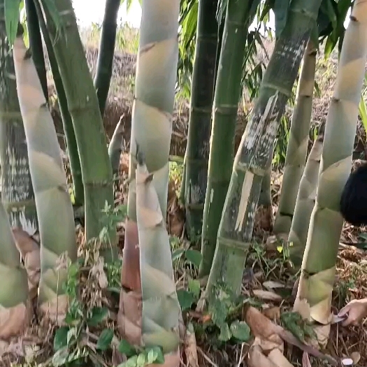 英德市台竹一号甜竹苗 水果竹笋苗 甜竹苗 麻竹苗 绿竹苗 马蹄笋苗