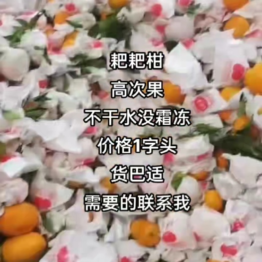 大雅柑