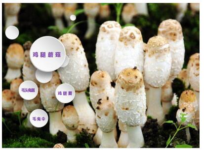 枣庄鸡腿菇菌种  菌棒 供应各类食用菌菌种，菌棒到家覆土既出菇，