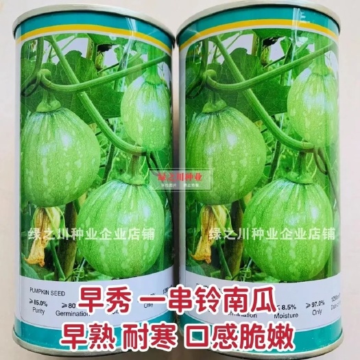 早秀嫩南瓜种子花皮一串铃南瓜种子早熟耐寒高圆球形菜南瓜种籽