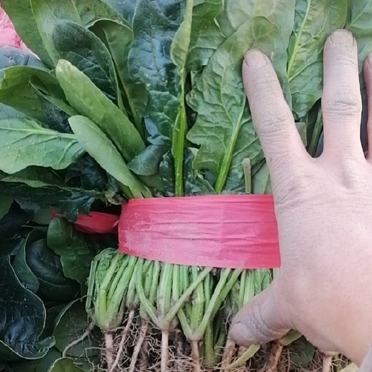 滑县大叶菠菜
