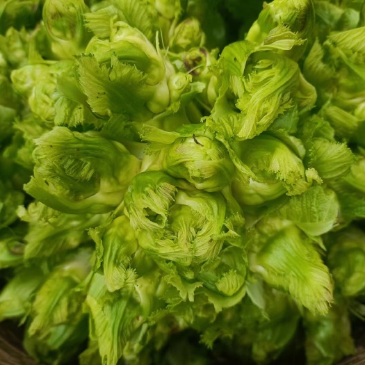 重庆市璧山儿菜