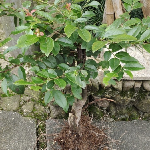 阳新县乌米饭树苗，南烛树苗，