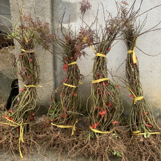 外山羽毛枫小苗