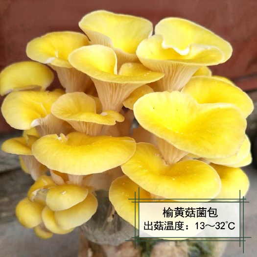 枣庄榆黄菇菌棒  供应各类食用菌菌种，菌棒到家划口既出菇，特抗病