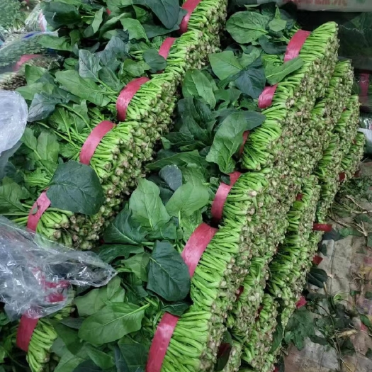 聊城一级货源菠菜，