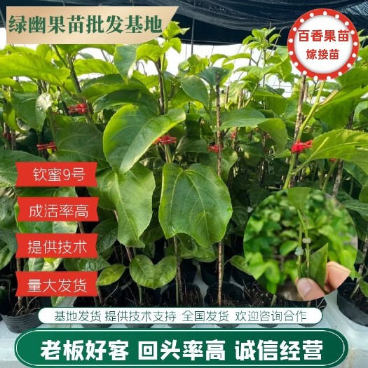 浦北县黄金百香果钦蜜9号 嫁接苗