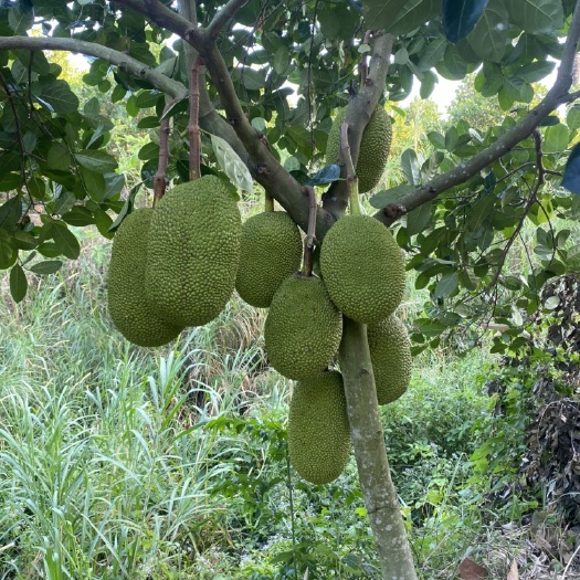 陵水县海南陵水8号红肉菠萝蜜