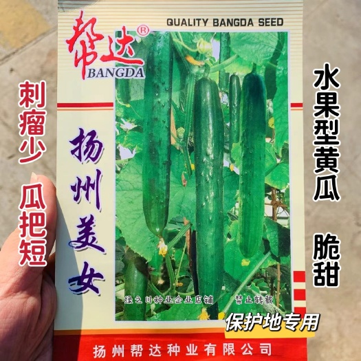 扬州美女黄瓜种子脆甜肉绿色刺瘤少,瓜把特短水果型黄瓜种子