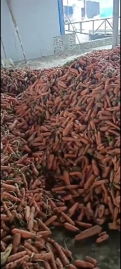 南阳养殖红罗卜