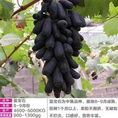 平邑县甜蜜蓝宝石葡萄苗易成活易管理阳台庭院南北方都可种植现挖现发