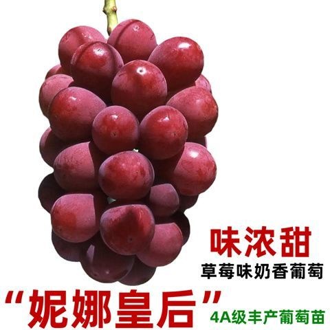 平邑县妮娜皇后葡萄苗易成活易管理阳台庭院南北方都可种植基地直发