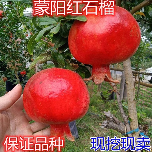 平邑县蒙阳红石榴树苗嫁接苗易成活易管理阳台庭院南北方可种植货到付款