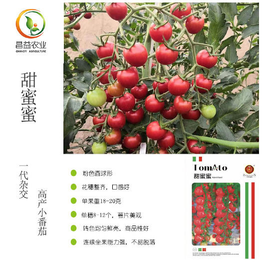 寿光市中研益农甜蜜蜜小番茄种子粉红色圆形薄皮玲珑小番茄圣女果种籽