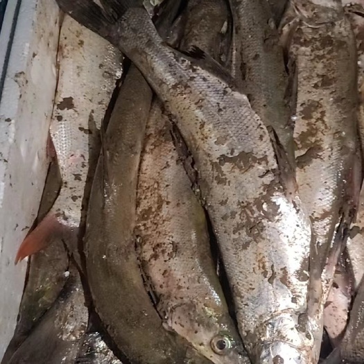 长沙县湖库翘嘴，鰔鱼，鳜鱼
