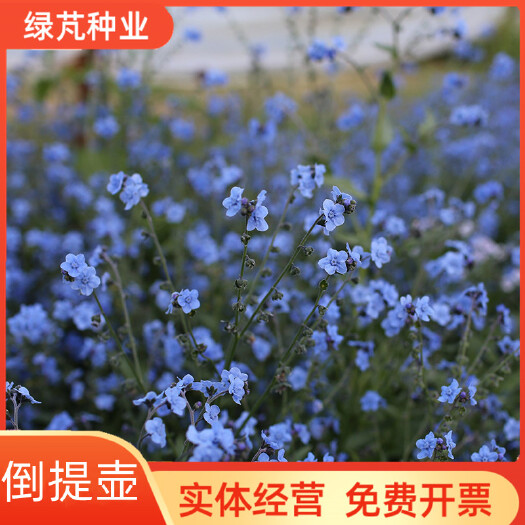 沭阳县倒提壶种子鼠见愁大肥根狗屎花籽多年生可切花室外阳台盆栽春秋播