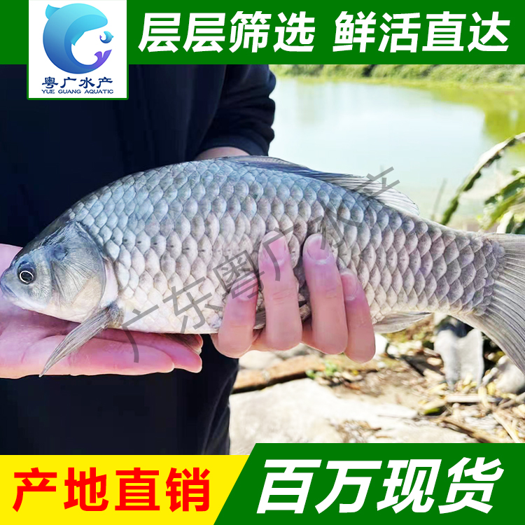 场地直销中科五号鲫鱼苗 免费送货 货到付款 量大从优